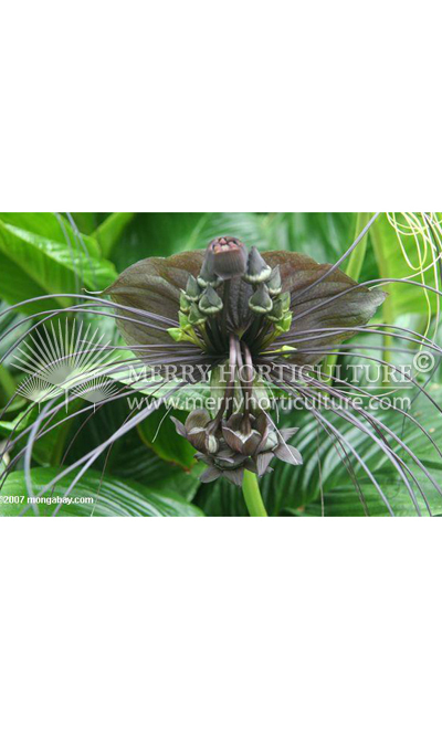 Tacca chantrieri 1